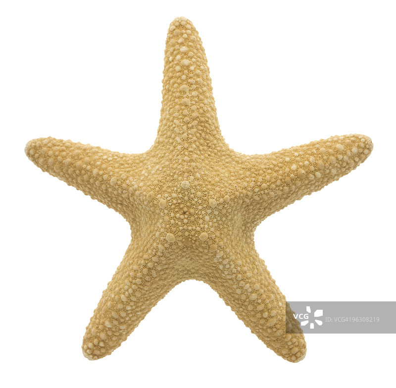 海星 (XL)图片素材