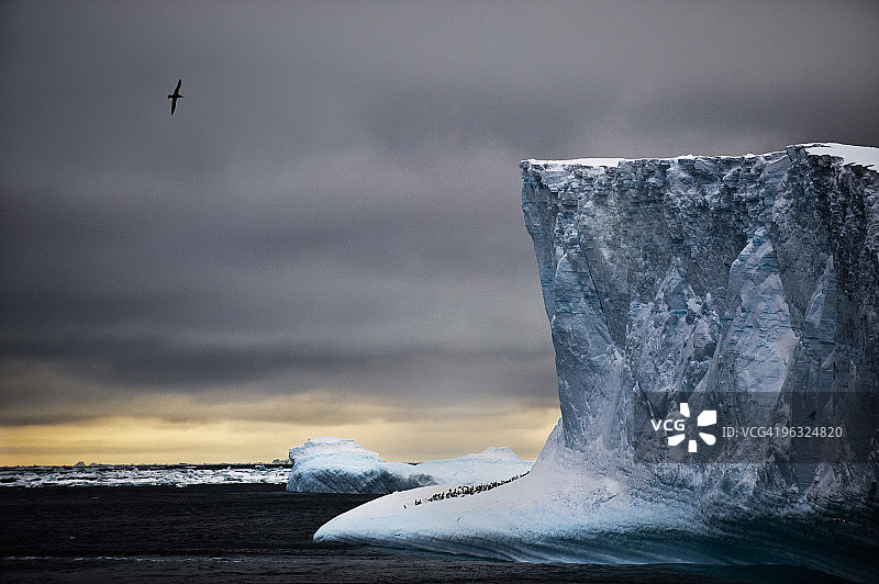 蓝色冰山、企鹅和巨海燕图片素材