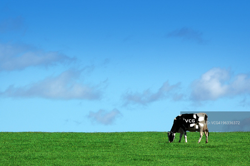 草地上的牛图片素材