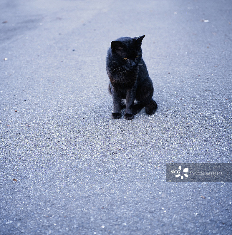 街上的黑猫图片素材