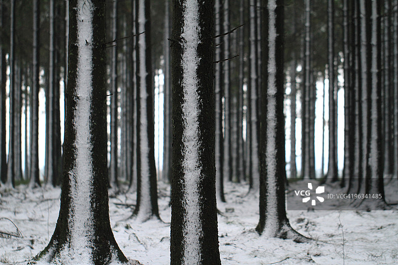 树干上的雪景图片素材