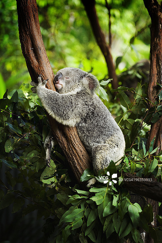 科拉熊图片素材