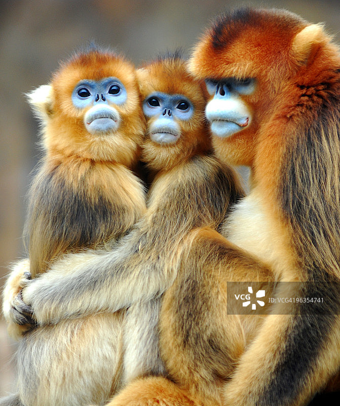 金色猴子图片素材