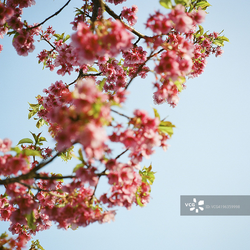 樱花图片素材
