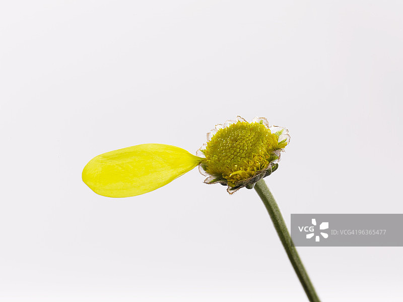 花瓣图片素材