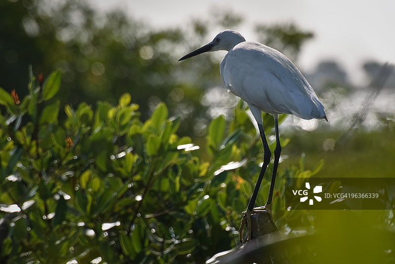 红树林上的白鹭（Egretta garzetta）图片素材