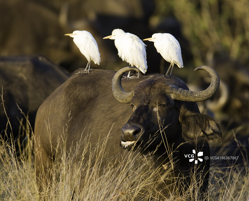 装饰水牛图片素材