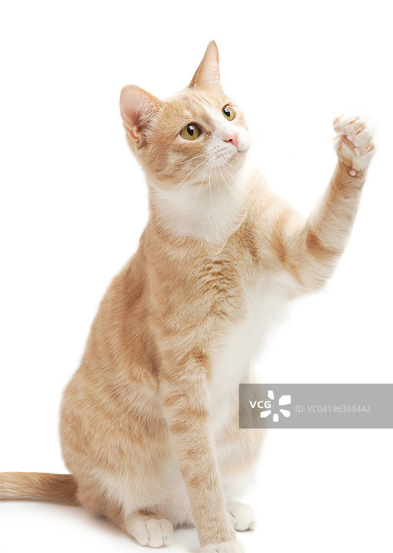 黄色小猫图片素材