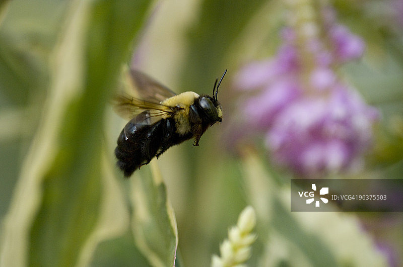 东方木蜂图片素材