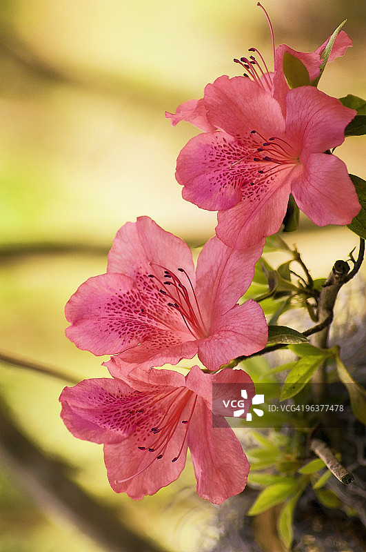 三朵粉色杜鹃花图片素材
