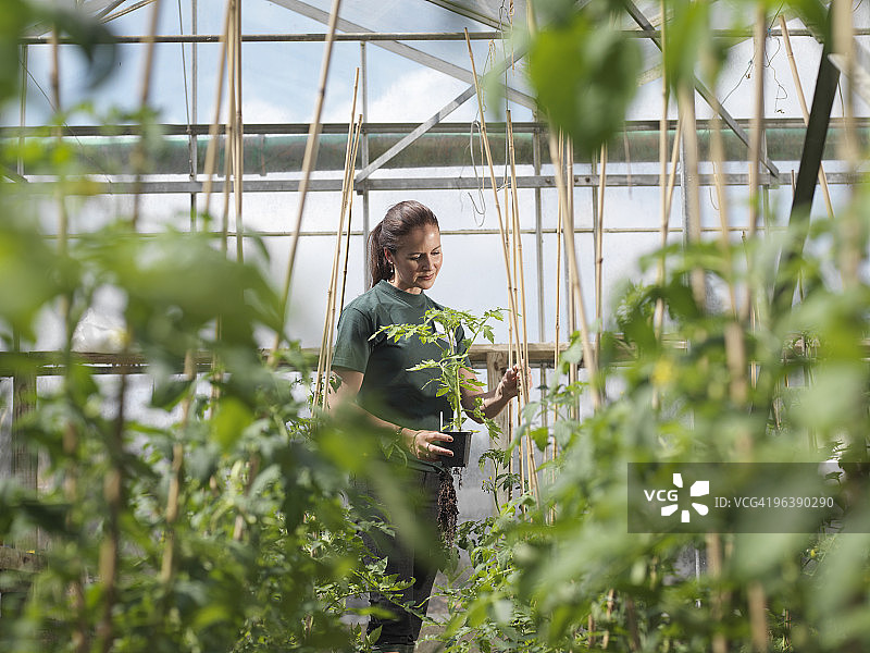 检查植物的女园艺工人图片素材