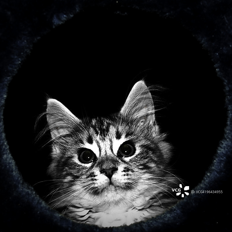 猫的画像图片素材