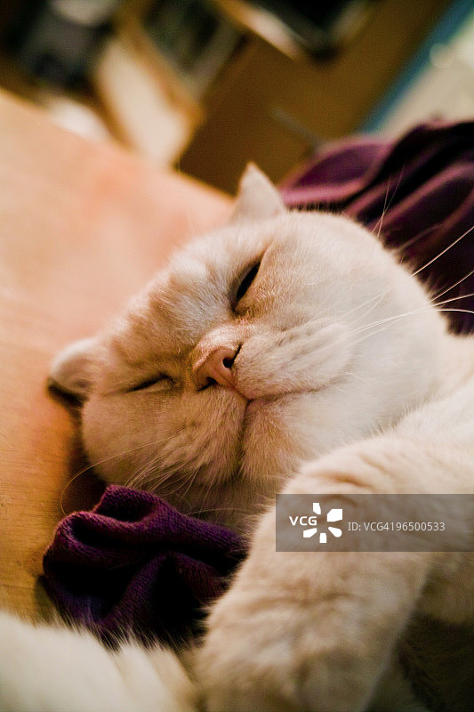 睡觉的猫图片素材