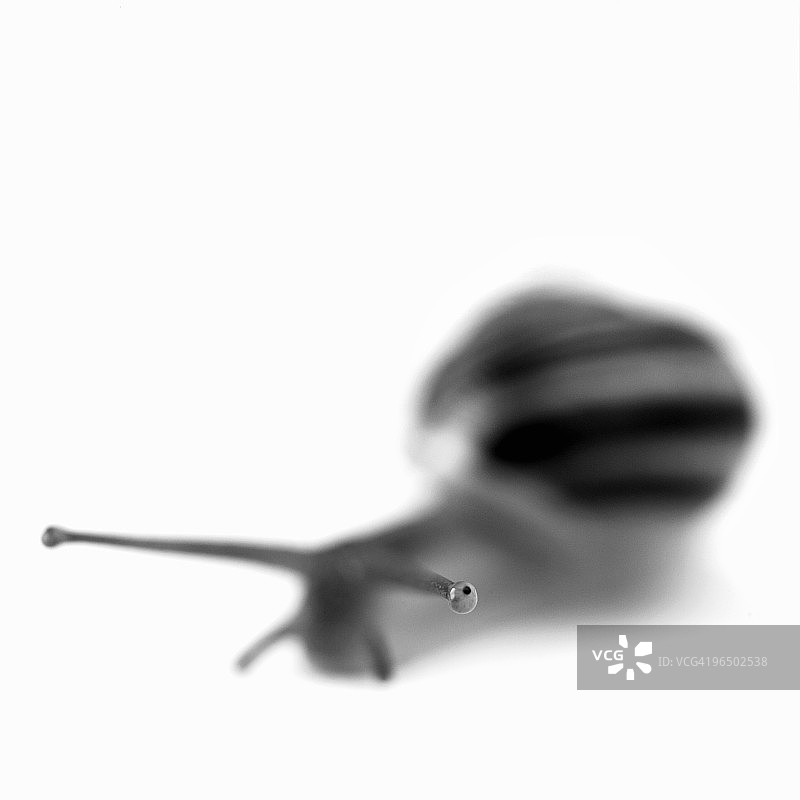 黑白蜗牛特写图片素材