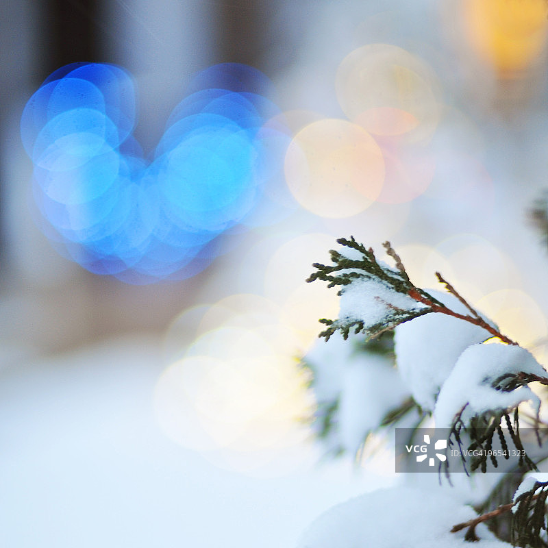 松树上的雪图片素材