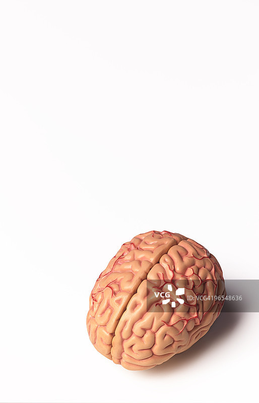 人脑神经系统模型图片素材