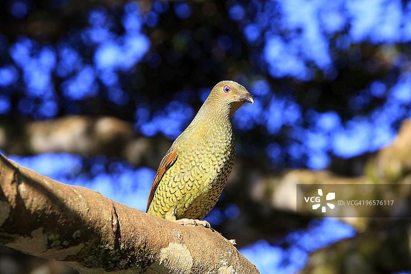 缎蓝园丁鸟（雌性）图片素材