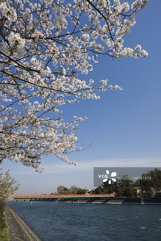 河边盛开的樱花图片素材