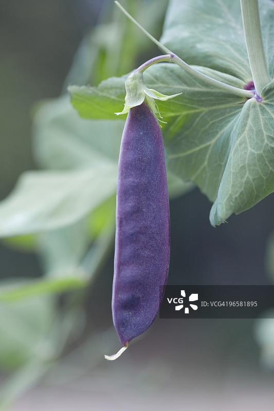 豆荚特写图片素材