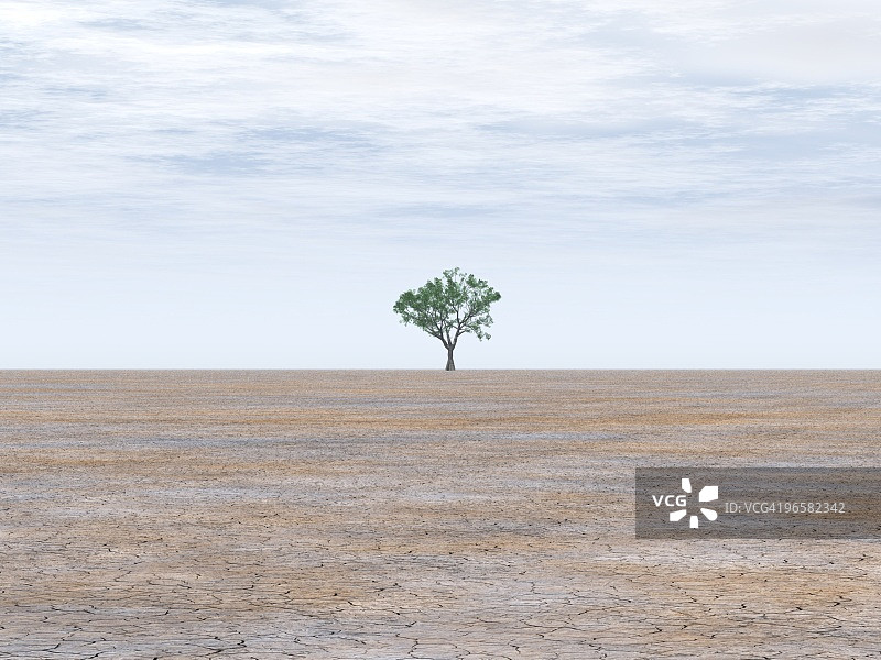 干旱土地上的一棵树图片素材