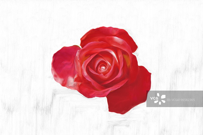 红色玫瑰特写，白色背景图片素材