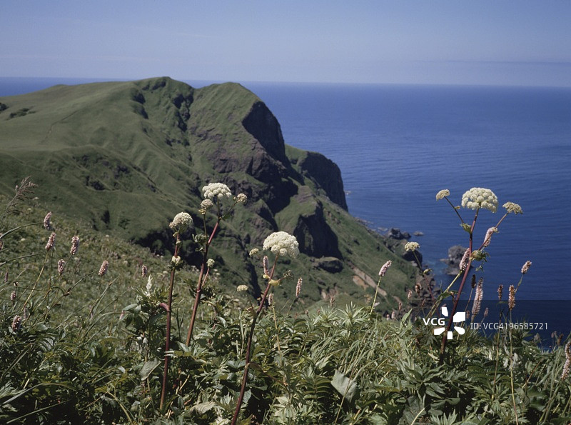 日本北海道礼文岛花田海景图片素材
