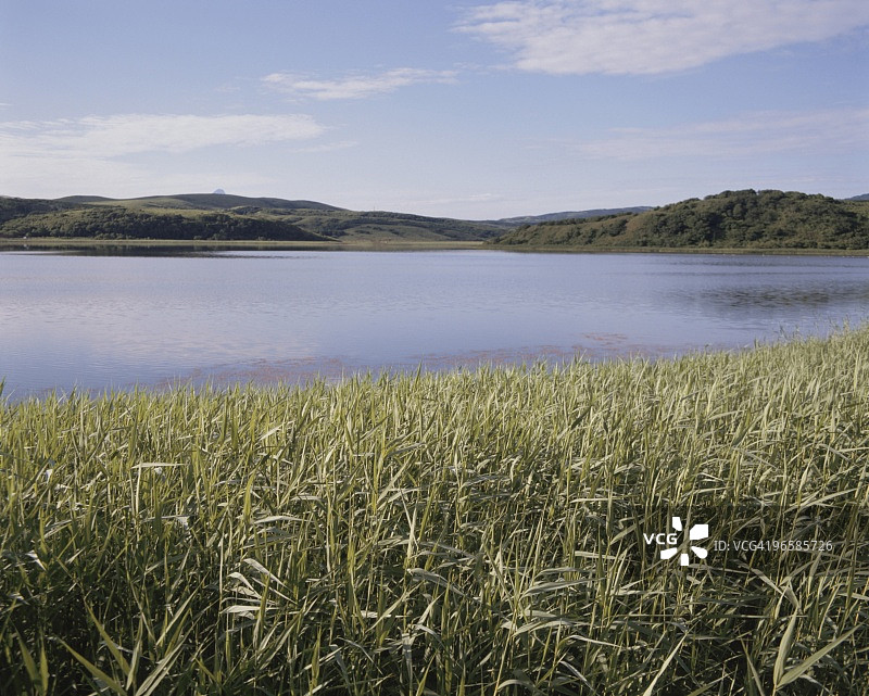 日本北海道七饭町水边的芦苇图片素材