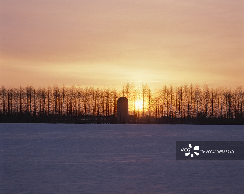 傍晚时分，日本北海道上士幌町的雪地和日本落叶松图片素材
