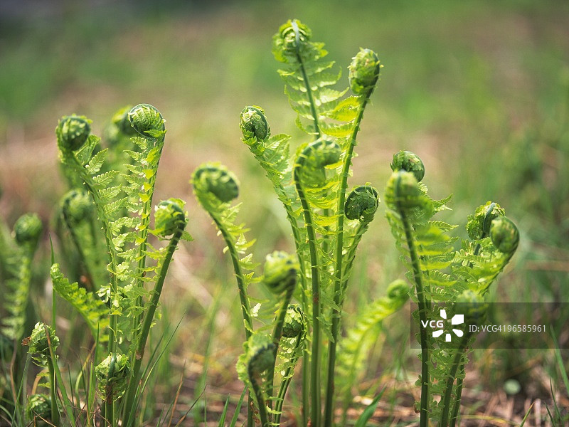 鸵鸟蕨图片素材