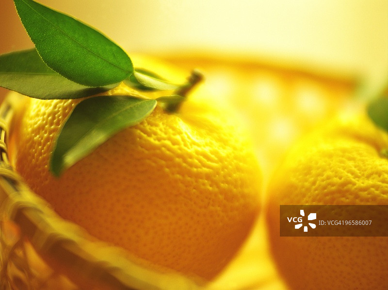 柚子柑橘水果图片素材