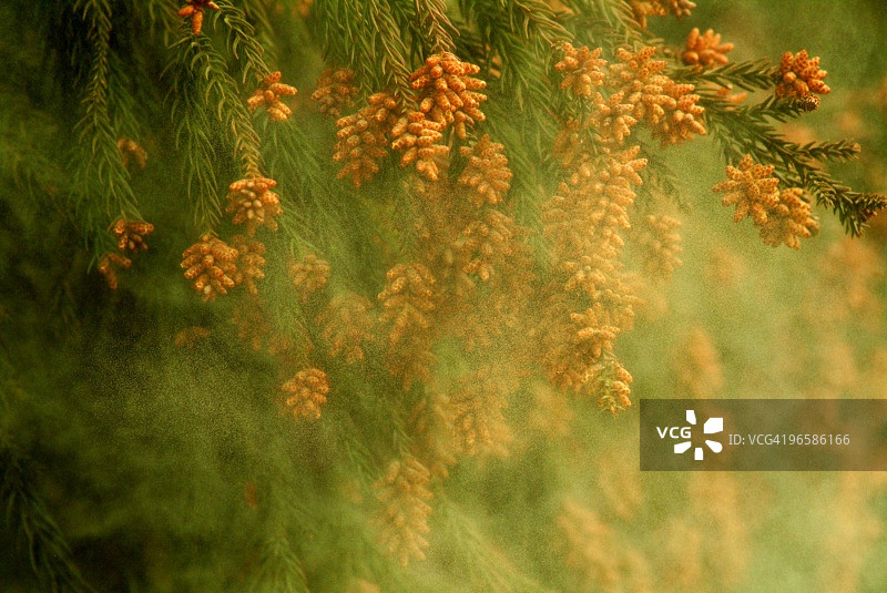 雪松树花粉图片素材