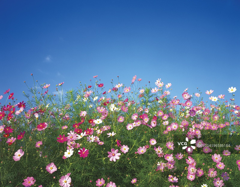日本本州岛山梨县的波斯菊图片素材