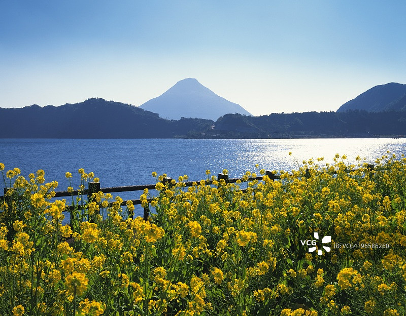 油菜花田，背景是日本鹿儿岛县的开闻岳图片素材