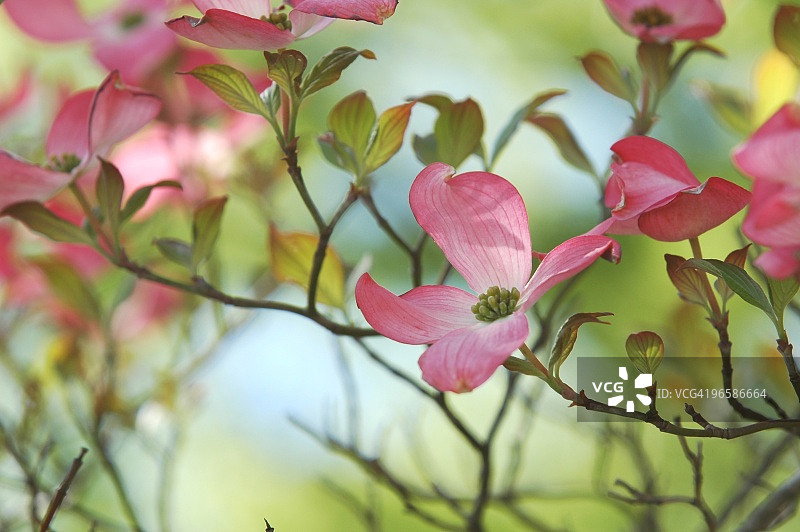 日本山梨县甲府市的dogwood花朵特写图片素材