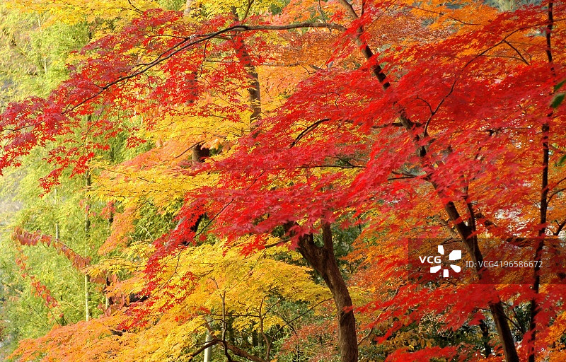 秋色中的枫树,日本东京都日野市图片素材