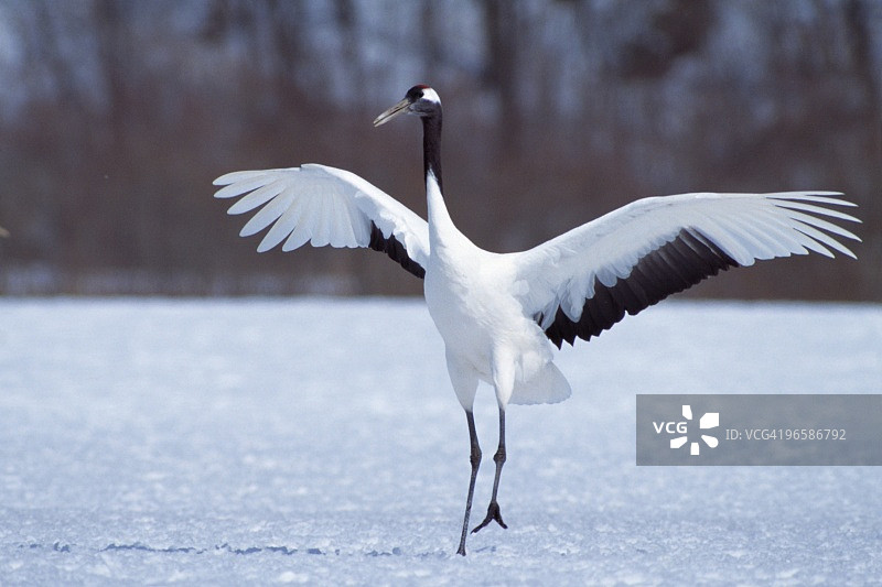 钏路市雪地上的起重机，日本北海道图片素材
