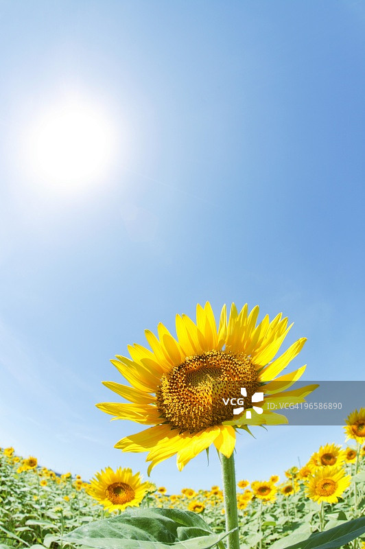 蓝天下神奈川县座间市鱼眼镜头拍摄的向日葵田野图片素材