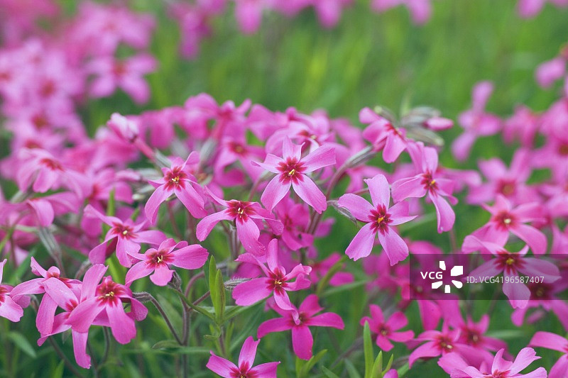 粉色芝樱图片素材