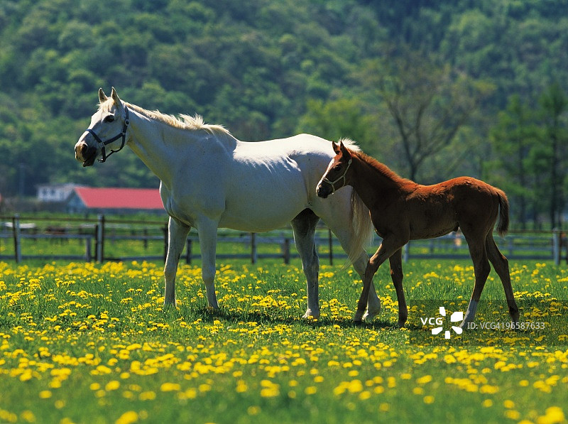 田野里的母马和小马驹图片素材