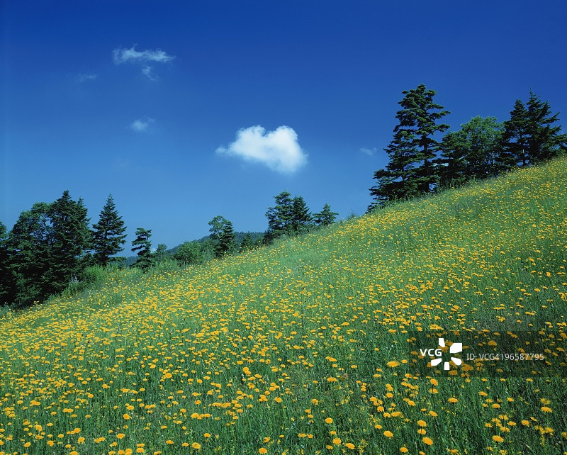 日本长野县山之内町志贺高原的黄色花田图片素材