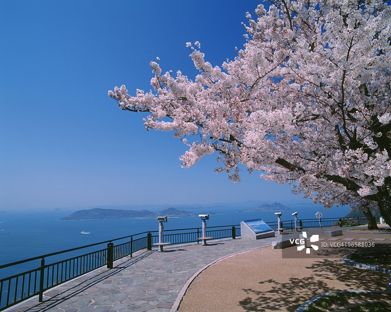 海边盛开的樱花图片素材