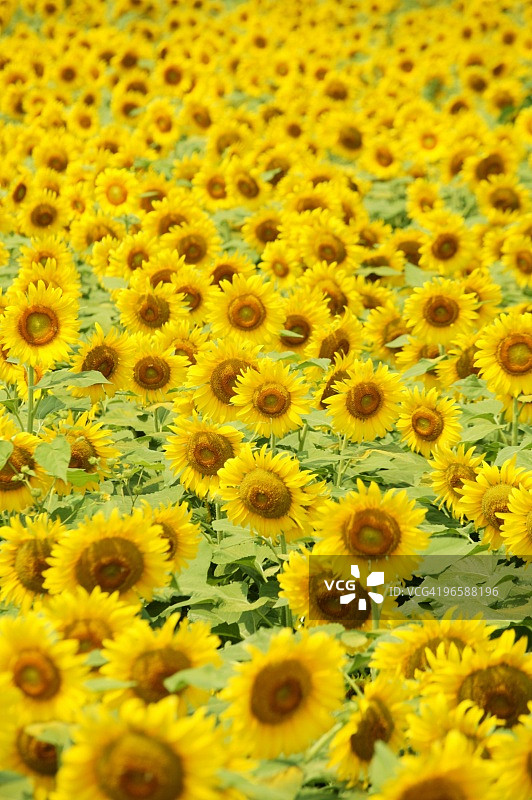 日本神奈川县座间的向日葵田图片素材