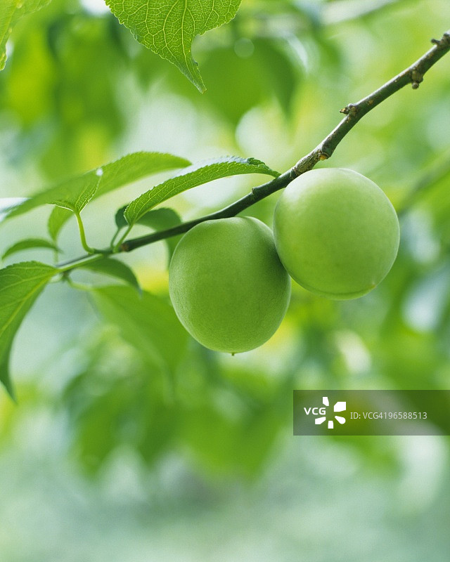 树上的未成熟李子（近景）图片素材