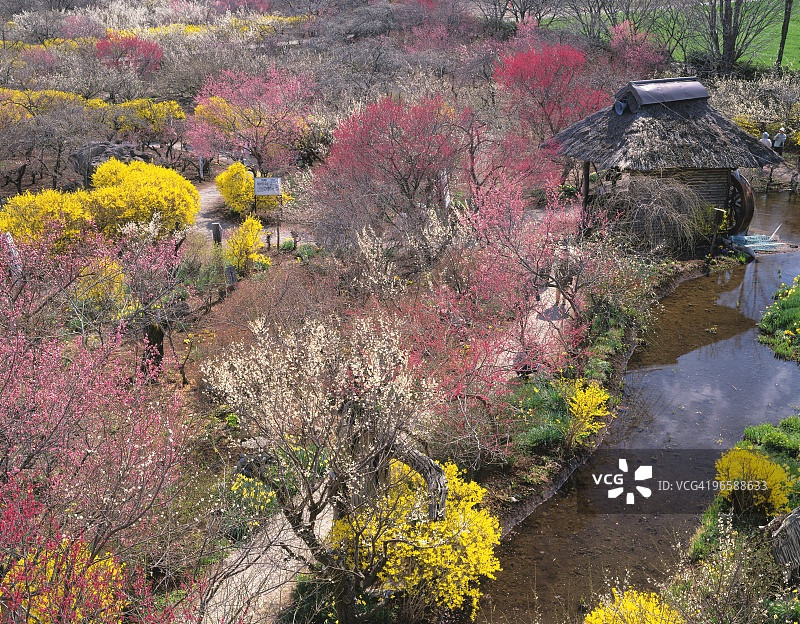 日本伊那梅园的梅园图片素材