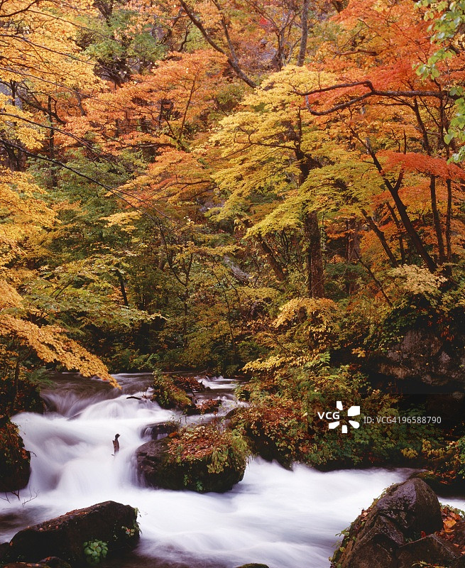 日本本州岛青森县奥入濑溪流图片素材