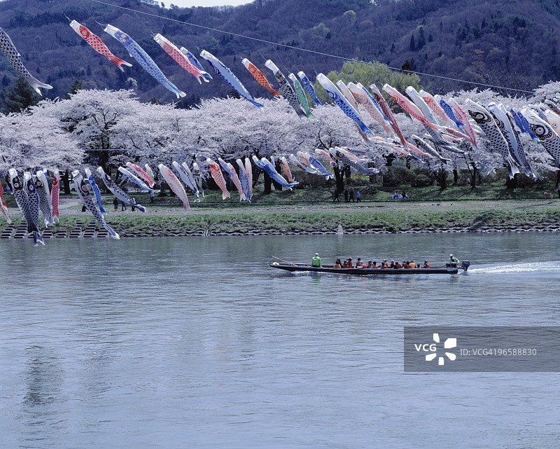 船只在河中行驶，河岸上樱花盛开，上方有鲤鱼旗，喜多克图片素材