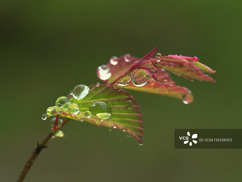 北海道的毛茛花与露珠覆盖的 Sprout图片素材
