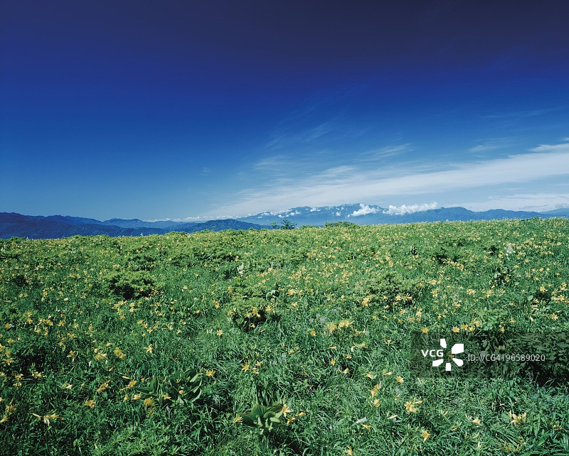日本长野县雾峰高原上盛开的鲜花图片素材