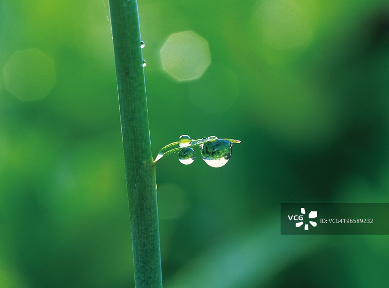 日本北海道，植物茎和露珠特写图片素材