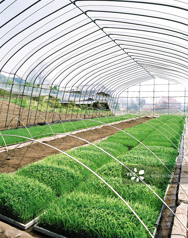 日本群马县稻田温室图片素材